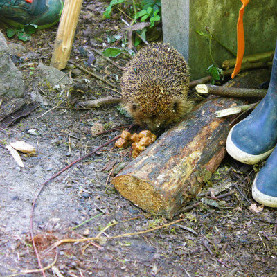 Besuch von einem Igel, Sommercamp Habichtswald