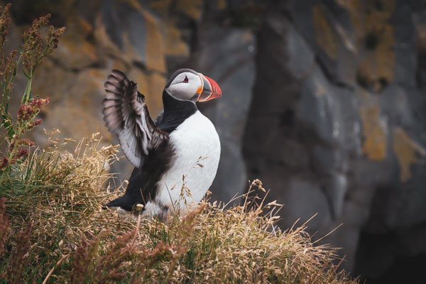 Puffin at Dyrhólaey, Iceland (July 2019) 