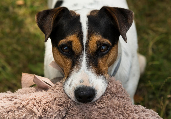 My neighbor's dog (2015) 