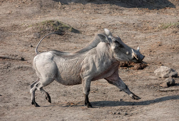 "Dressur"-Schwein/Hwange (ZIM)