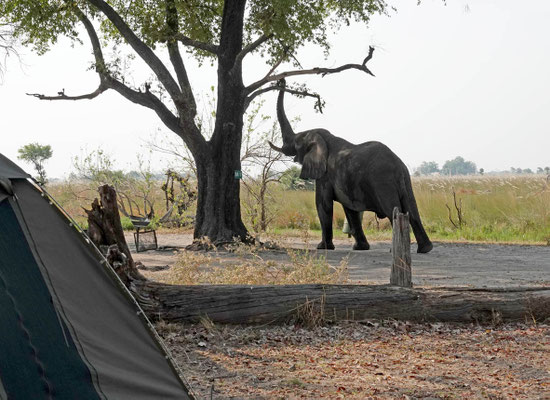 Besuch in Xakanaxa, Moremi (BOT)