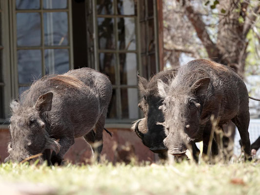 Besucher im Robins Camp/Hwange (ZIM)