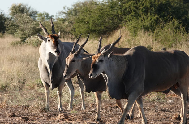 Eland-Bullen