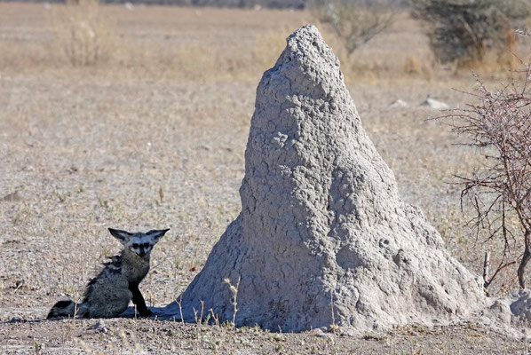 Löffelhund macht Pause, Nxai Pan (BOT)