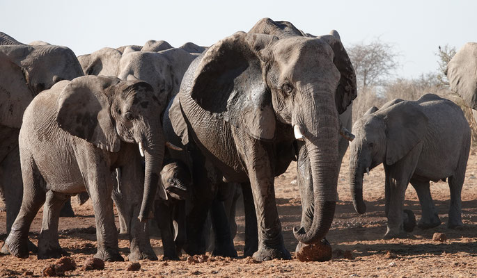 Viele Elefanten im Etosha Nationalpark