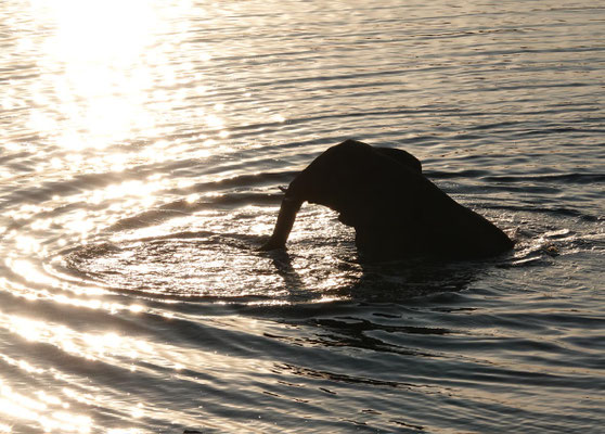 abendliches Bad im Masuma Dam/Hwange (ZIM)