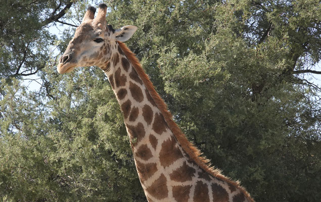 Giraffenbulle im Kgalagadi Transfrontier Park
