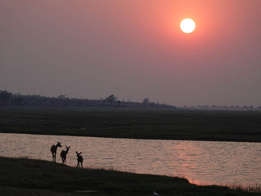 Kudus im Sonnenuntergang, Chobe (BOT)