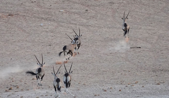 Oryx-Antilopen im Tonsdab Valley