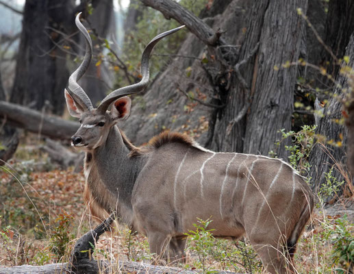 Kudu-Bulle, Moremi (BOT)