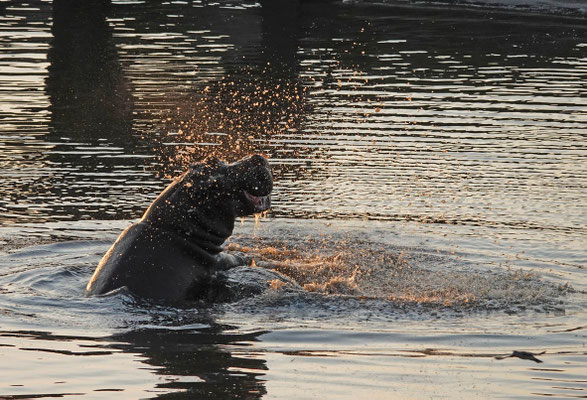 abendliches Bad im Masuma Dam/Hwange (ZIM)