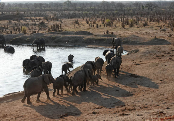 Besucher am Masuma Dam/Hwange (ZIM)