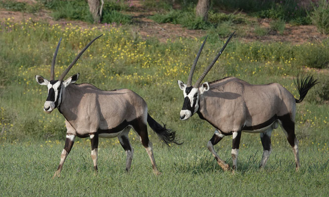 Oryx-Antilopen im Kgalagadi Transfrontier Park