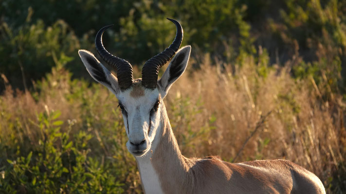 Springbock