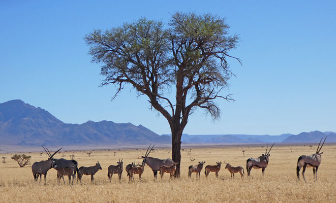 Oryxfamilie mit Nachwuchs in Namib Rand