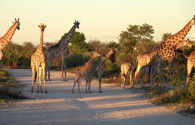 Giraffen-Rush-Hour