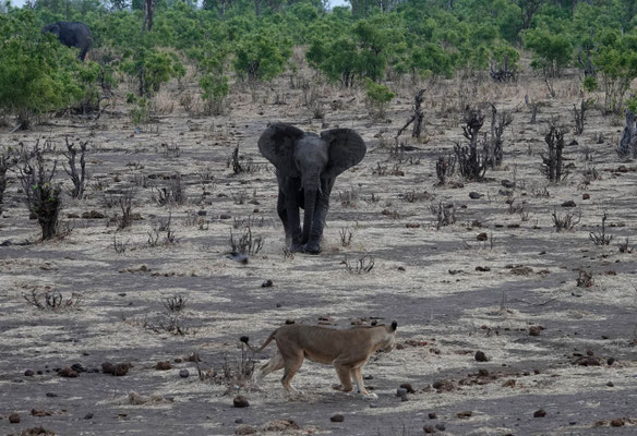 ungebetener Gast in Big Toms/Hwange (ZIM)