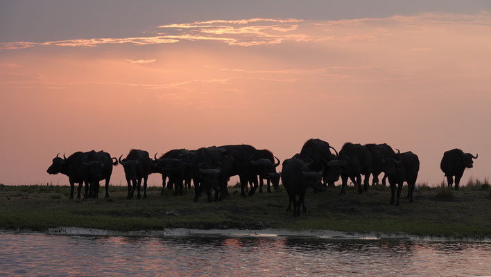 Buffalo-Sundown am Chobe