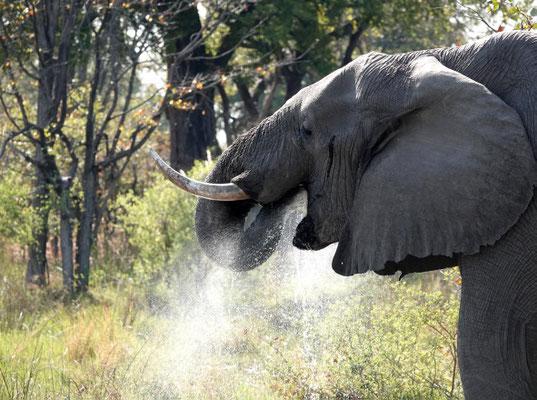 durstiger Elefant, Moremi (BOT)