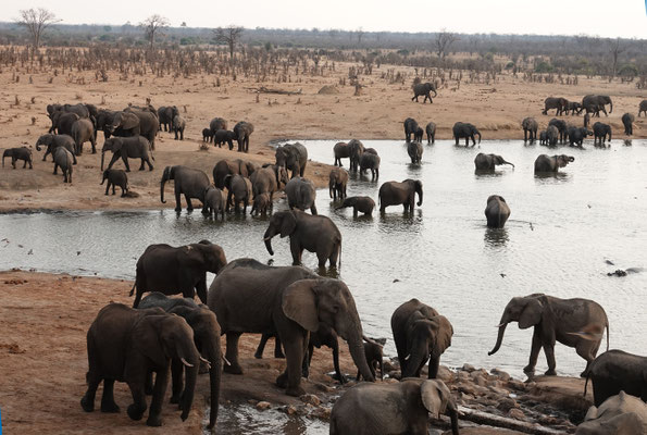 sehr viel Besuch am Masuma Dam/Hwange (ZIM)