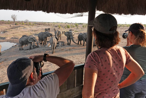 viel Besuch in Big Toms/Hwange (ZIM)