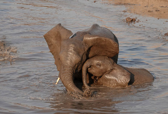 Badespaß im Big Toms/Hwange (ZIM)