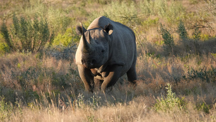 Spitzmaulnashorn