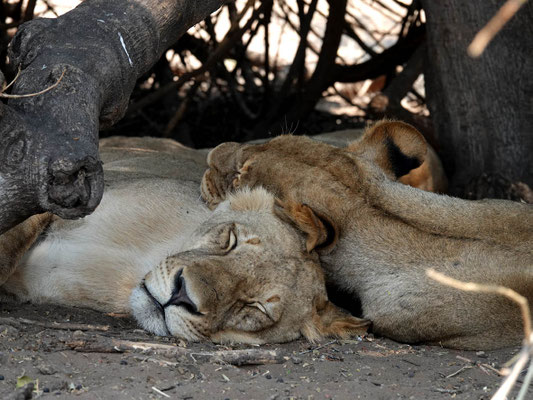 schläfrige Löwen am Chobe (BOT)