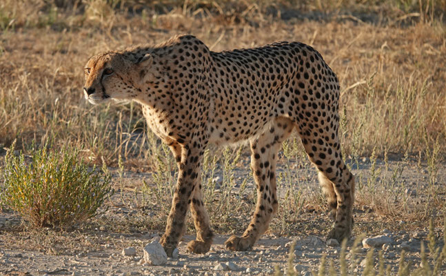 stattlicher Gepard im Kgalagadi Transfrontier Park