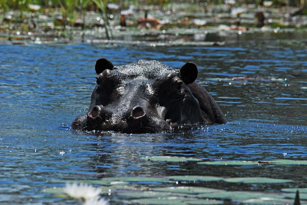 Hippo im Okavango (BOT)