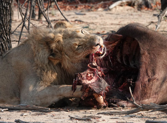 schon wieder Büffel! Kapula Vlei/Hwange (ZIM)