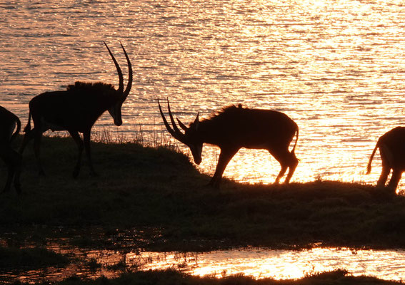 Rappenantilopen im Abendlicht, Chobe (BOT)