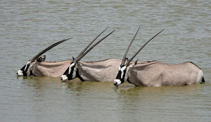 badende Oryxe