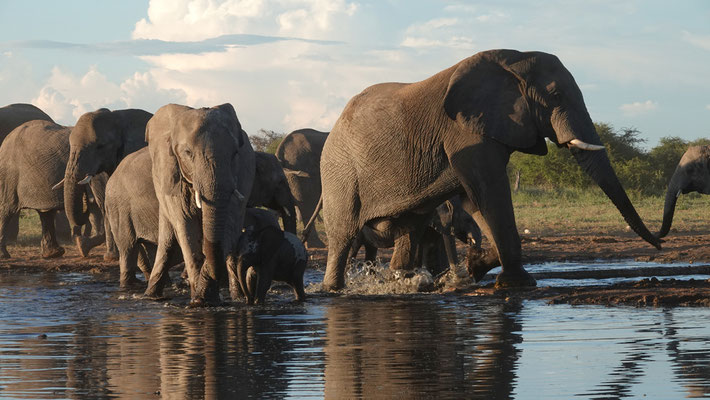 neue durstige Elefanten
