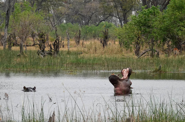 Hippo in Moremi (BOT)