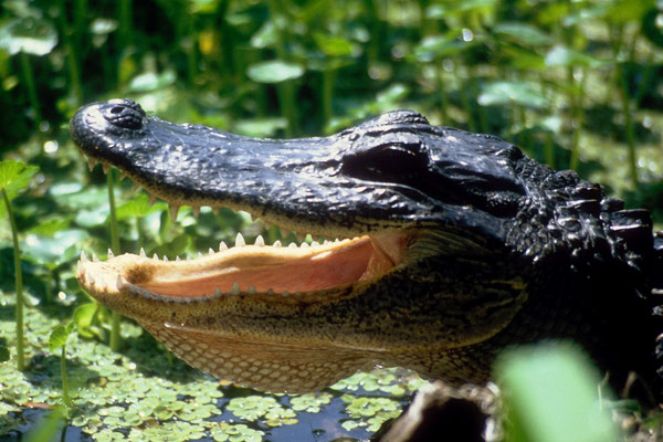 Alligator in den Louisiana Bayous