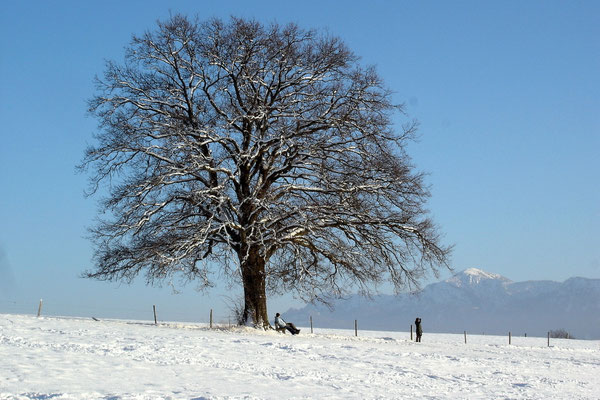 Winterbaum (Sony HX5V)