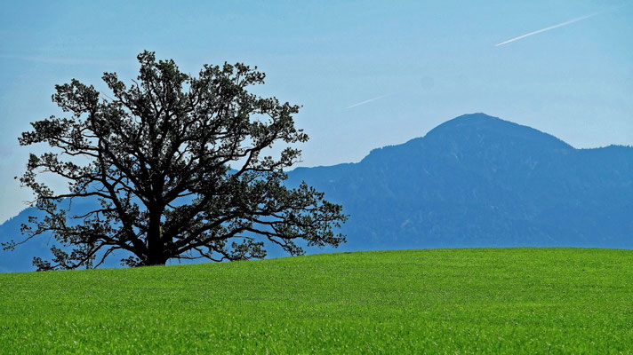Oberbayerische Landschaft mit Baum (Fuji X-T1)