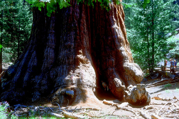 General Lee Tree, Kings Canyon/Sequoiah NP, CA (1984)