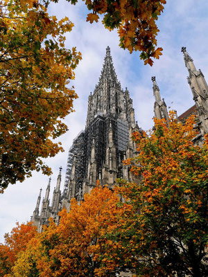Das Ulmer Münster im Herbst (Lumix GM5)