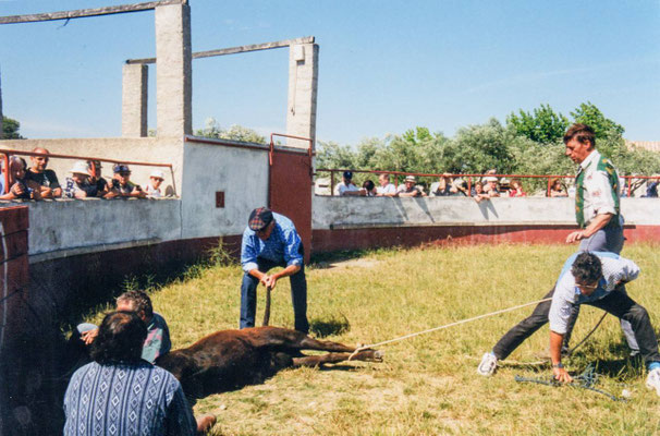 Capture d'un jeune taureau avant le marquage