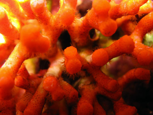 Korallenstock