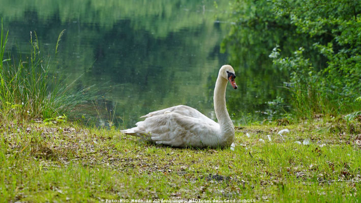 Yoga mit Svetlana, MiO Made in Oldenburg®, MiOfoto.de, Gerd Schütt