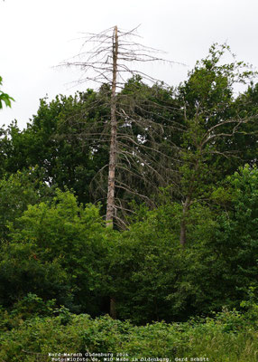   Nord-Marsch Oldenburg, Foto: MiOfoto.de