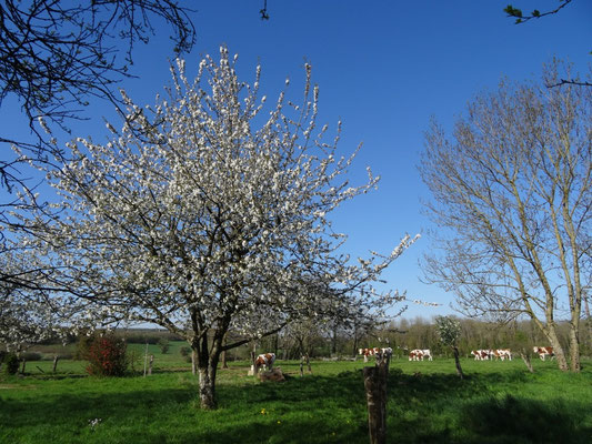 Cerisier du jardin en fleur et génisses