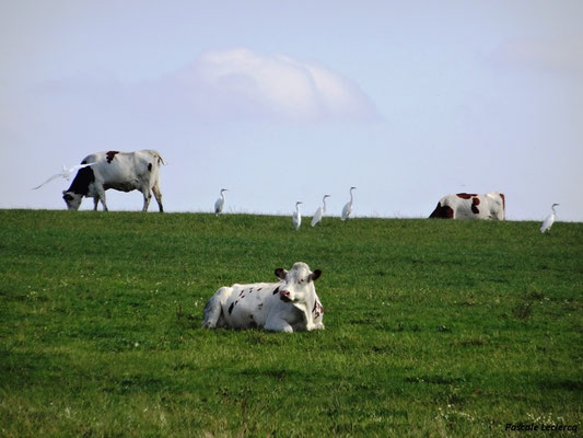 Grandes aigrettes au milieu des vaches