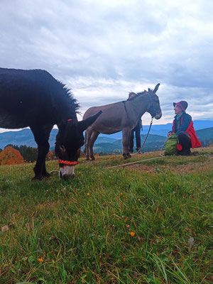 Foto von Martin, Esel bei ihrer Lieblingsbeschäftigung