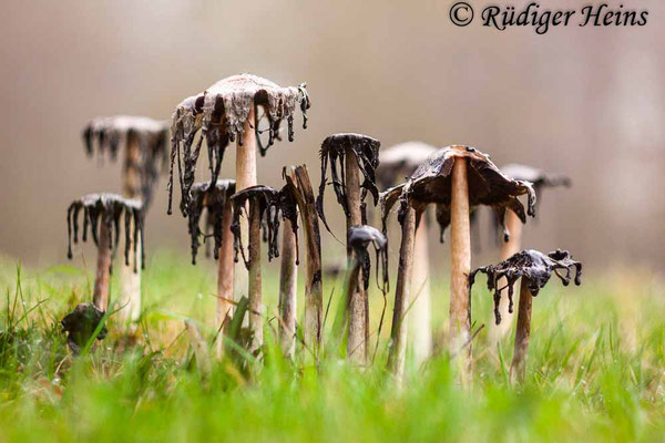 Coprinus comatus (Schopf-Tintling), 26.10.2016