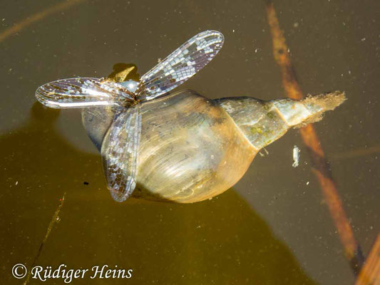 Lymnaea stagnalis (Spitzschlammschnecke), 27.7.2019