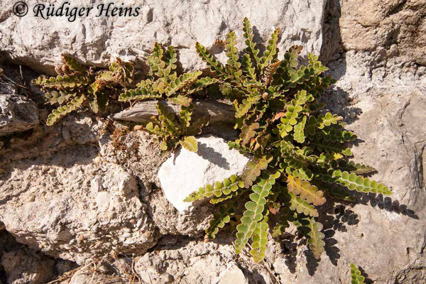 Asplenium ceterach (Milzfarn), 21.10.2010